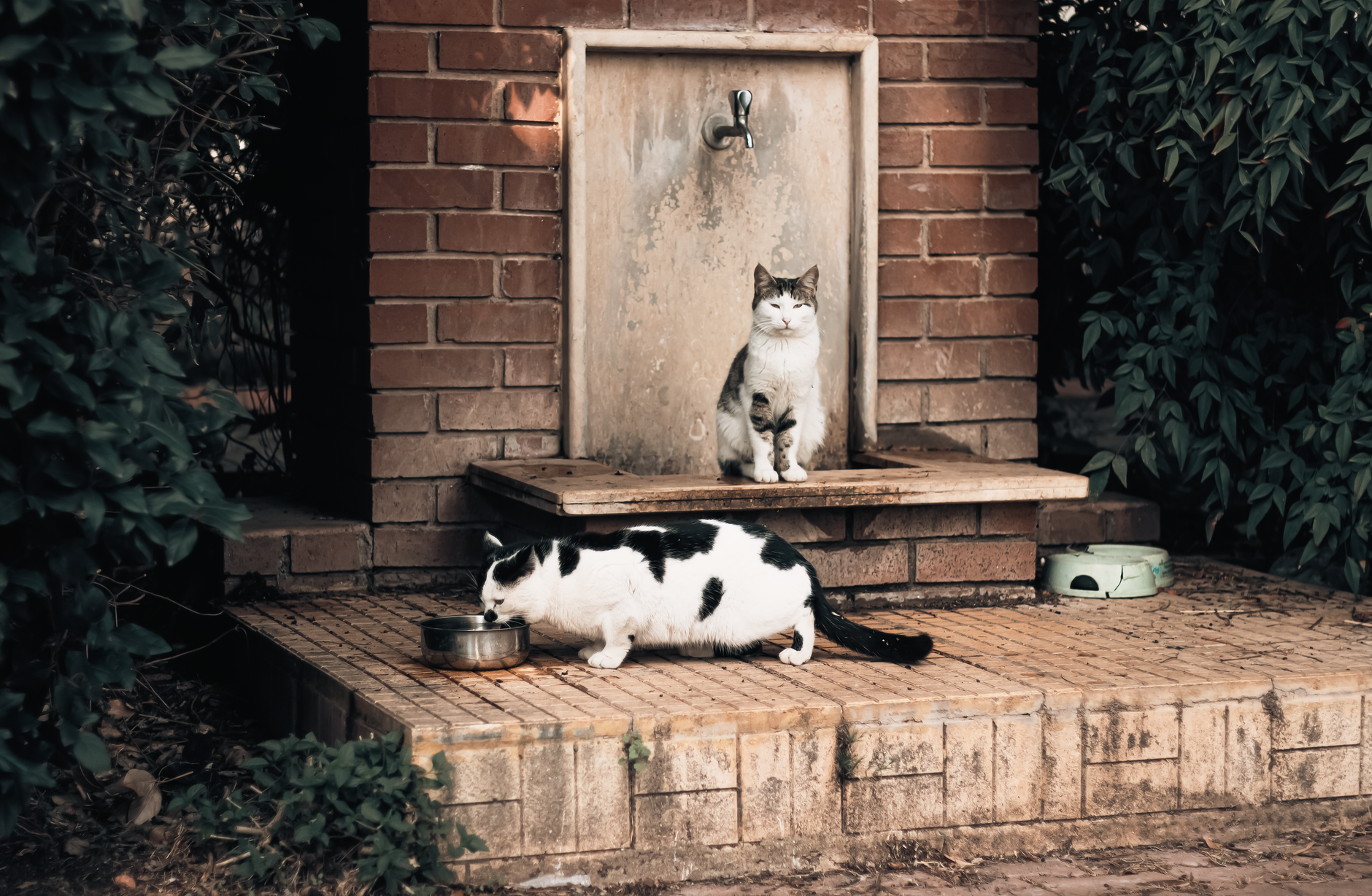 Chat qui boit peu : encourager l'eau sans forcer