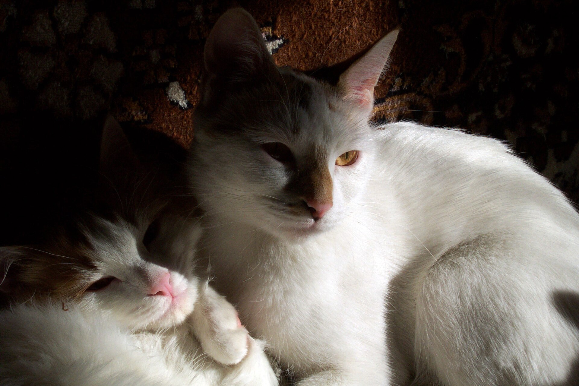 Anatoli, race de chat