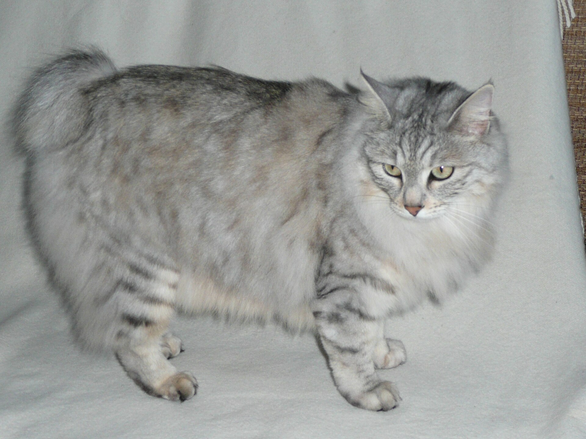 Bobtail des Kouriles, race de chat