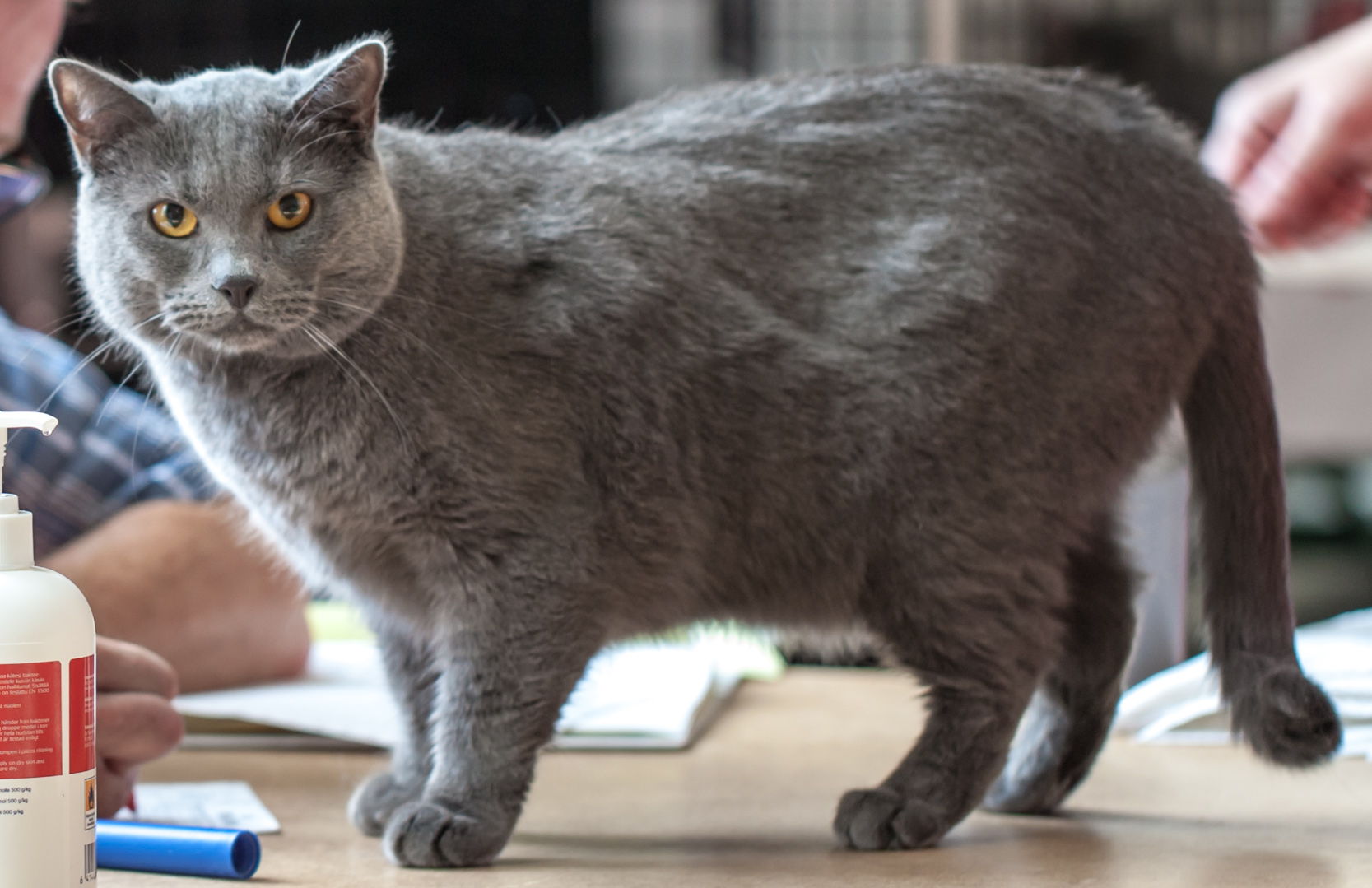 Chartreux, race de chat