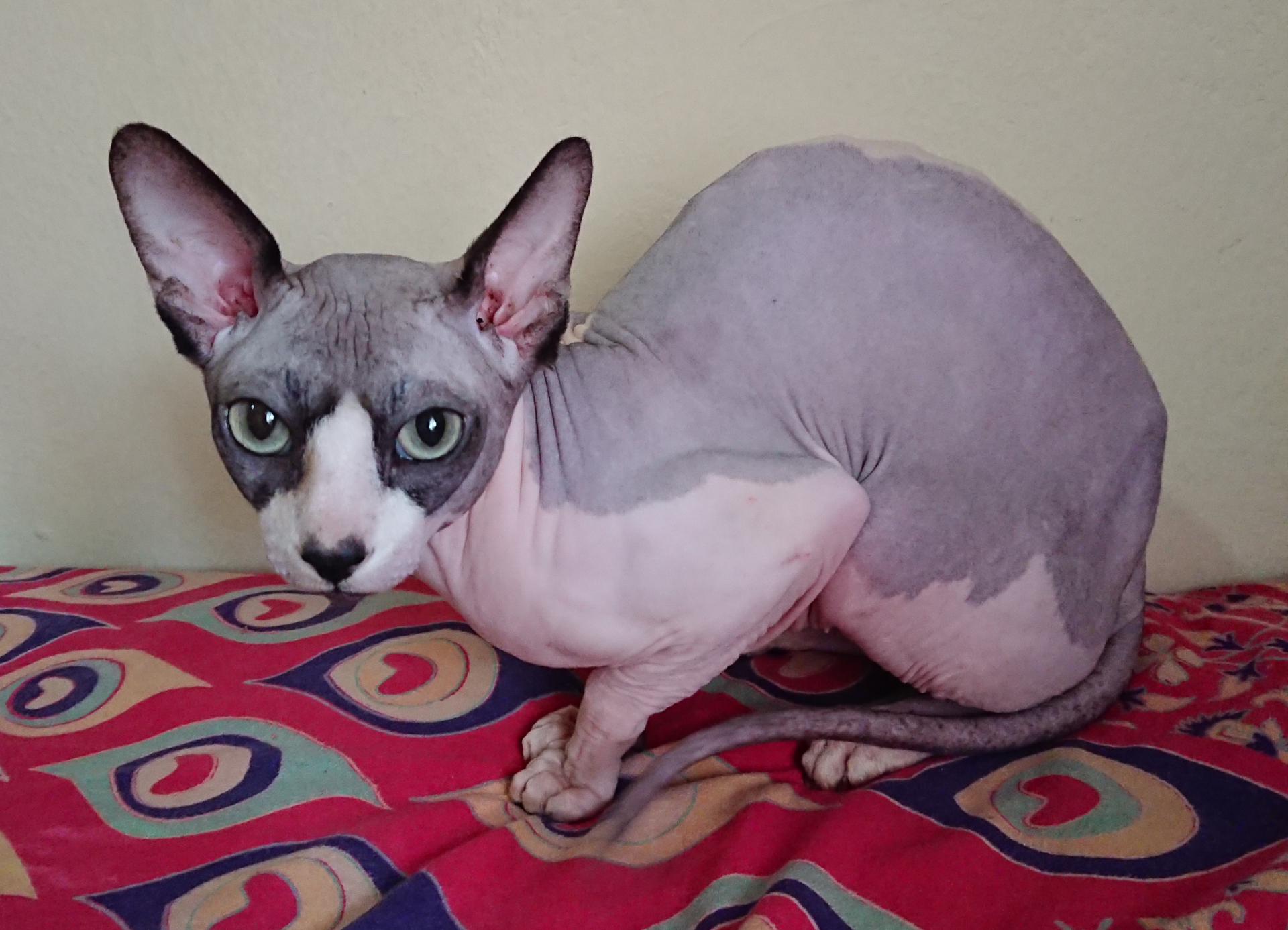 Sphynx, race de chat